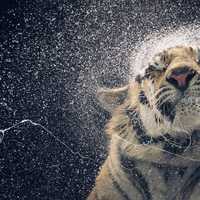 Tiger shaking water off of itself