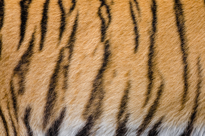 Tiger Stripes pattern and fur image - Free stock photo - Public Domain ...