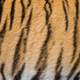 Tiger Stripes pattern and fur
