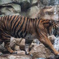 Tiger walking in habitat