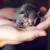 Tiny kitten in a hand