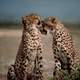 Cheetahs Grooming