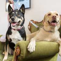 Two Dogs on the Green Couch