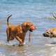 Two Dogs playing in the Surf