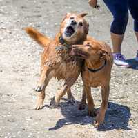 Two Dogs playing