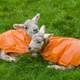 Two Ewes in Orange raincoats