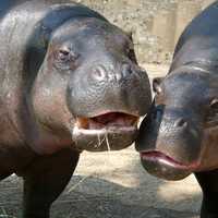 Two Hippos 