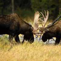 Two moose fighting