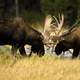 Two moose fighting