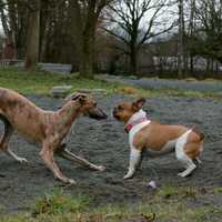 Two pet dogs in the garden