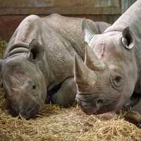 Two Rhinos at the zoo