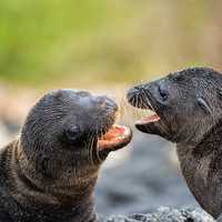 Two sea lion pups playing