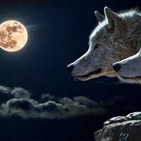 Two Wolves on a night with a full moon