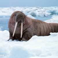 Walrus Odobenus rosmarus on iceberg