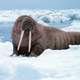 Walrus Odobenus rosmarus on iceberg