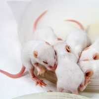 White Baby Mice bunched together