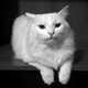 White Cat laying on the Stairs