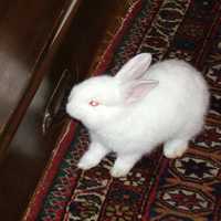 White Dwarf Rabbit