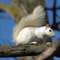 White Squirrel in Tree