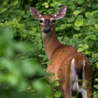 White Tailed deer looking back at Camera