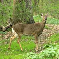 White-tailed deer