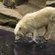 White Wolf Drinking from a pond