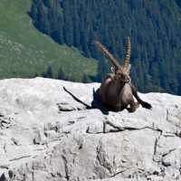 Wild Capricorns resting on rock