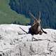 Wild Capricorns resting on rock