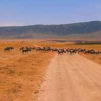 Wilderbeast crossing the dusty road