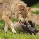 Wolf bearing his teeth at dog