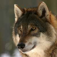 Wolf Face