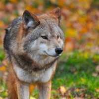 Wolf photo close-up