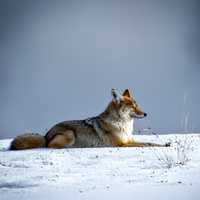 Wolf sitting in the snow