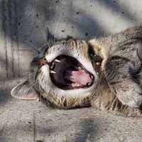 Yawning cat with sharp fangs