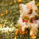 Yorkshire Terrier Doggy Pet