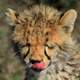 Young Cheetah licking his face