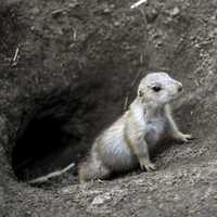 Young Prairie Dog coming out of hole