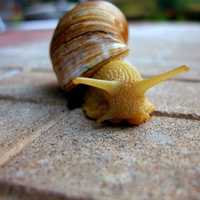 A large snail