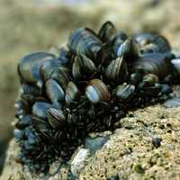 Blue Mussel - Mytilus edulis