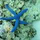 Blue Starfish in the Ocean