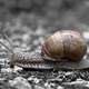 Detailed snail crawling across the ground