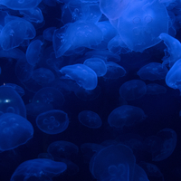 Glowing Jellyfish floating