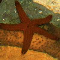 Florida Sea Star