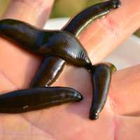 Four Leeches in hand