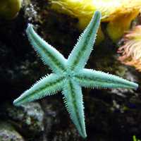 Green Starfish in the ocean