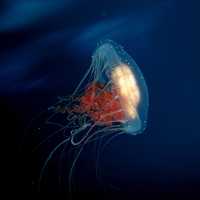 Jellyfish in antarctic waters
