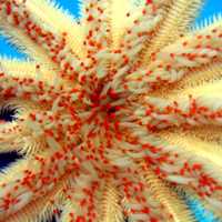Magnificent star Starfish, a member of Paxillosida