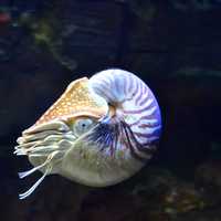 Nautilus in the water