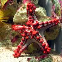 Red-knobbed starfish, a member of Valvatida