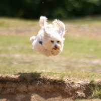 Small Dog Jumping up in the air